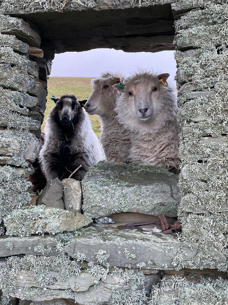 Aister 'oo' Sheep & Yarn